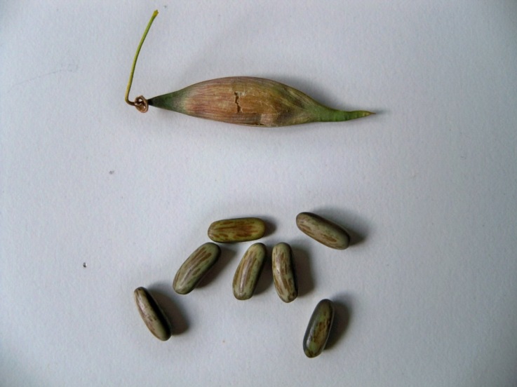 Fruto y semillas de la parquinsonia