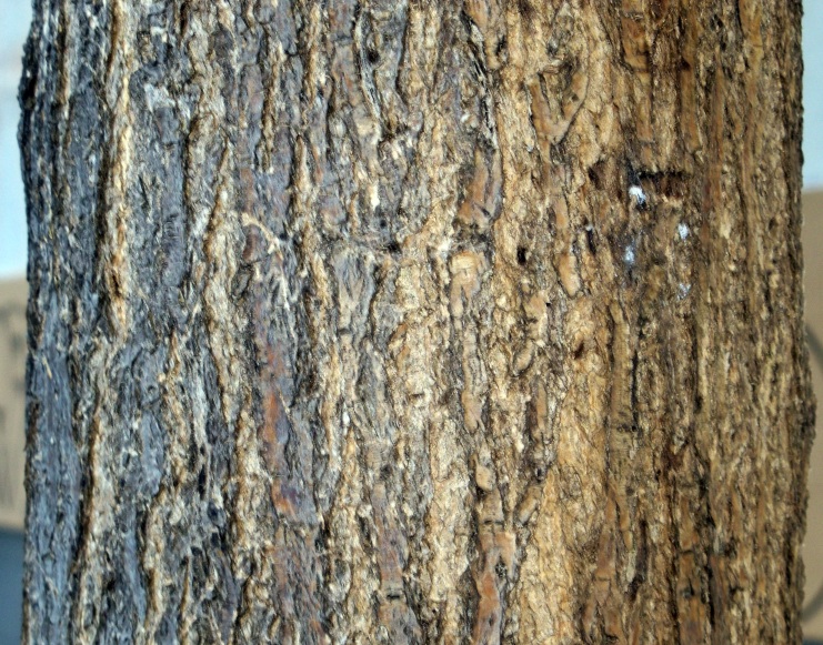 Detalle de la corteza del tronco de la sófora del Japón.