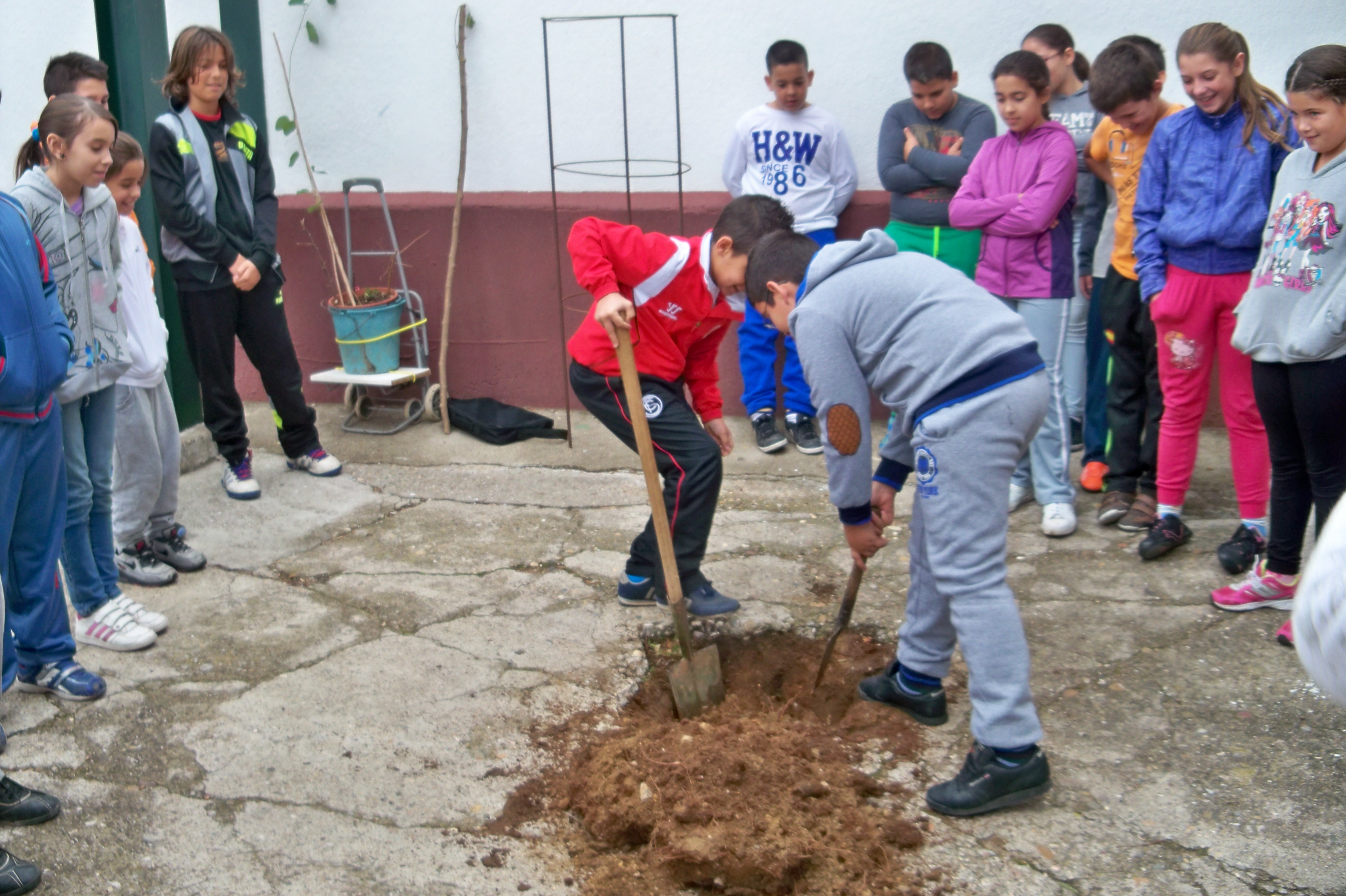 Los alumnos del colegio Manuel Canela cavando el hoyo para plantar el árbol