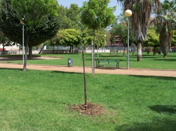 El algarrobo chileno ya forma parte del parque.