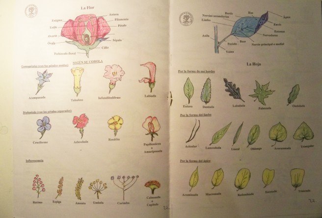 Páginas de la Guía Botánica que hemos elaborado para el colegio Manuel Canela.