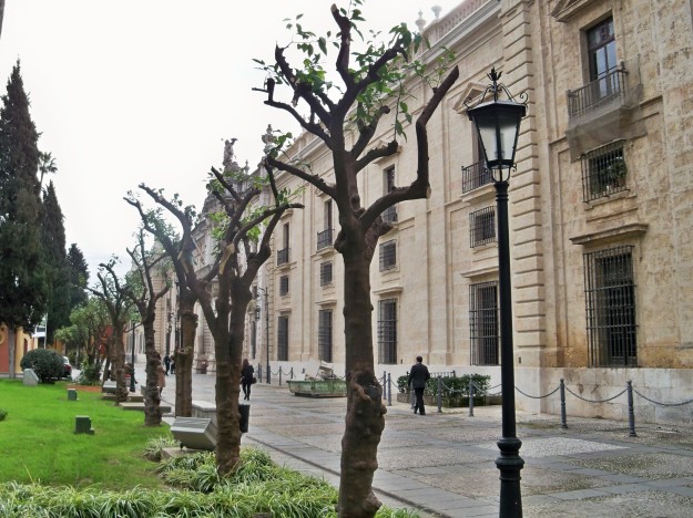 Naranjos castrados en los jardines de la Universidad de Sevilla.